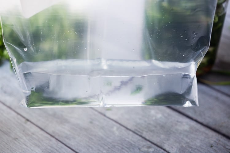 plastic bag with water to be used as a fermentation weight.
